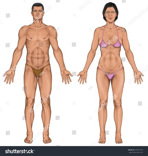 Male Female Anatomical Body Surface Anatomy Stok Ll Strasyon