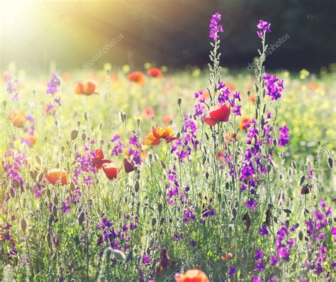 Beautiful Meadow Flowers — Stock Photo © Lola19 74047955
