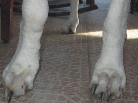 This is a very painful cancer. Morgan - Great Dane survivor of Osteosarcoma - 18 months ...