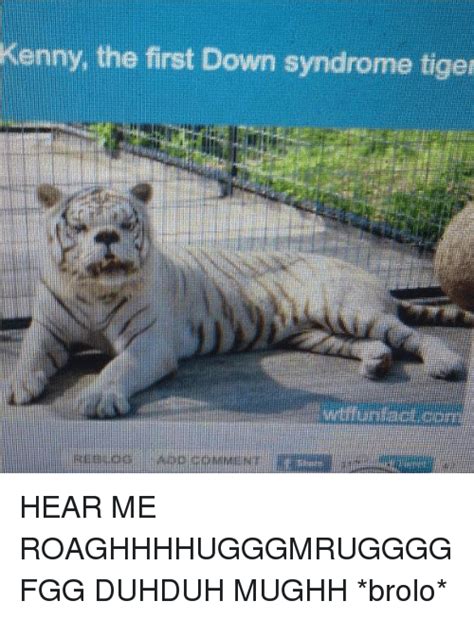 25 Best Memes About Down Syndrom Tiger Down Syndrom Tiger Memes