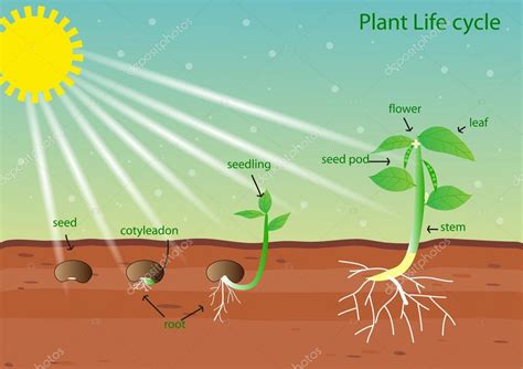 Plant Life Cycle Vector Design Stock Vector Image By ©kawin302 105990678