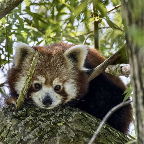 Are Red Pandas Mammals Pets Lovers
