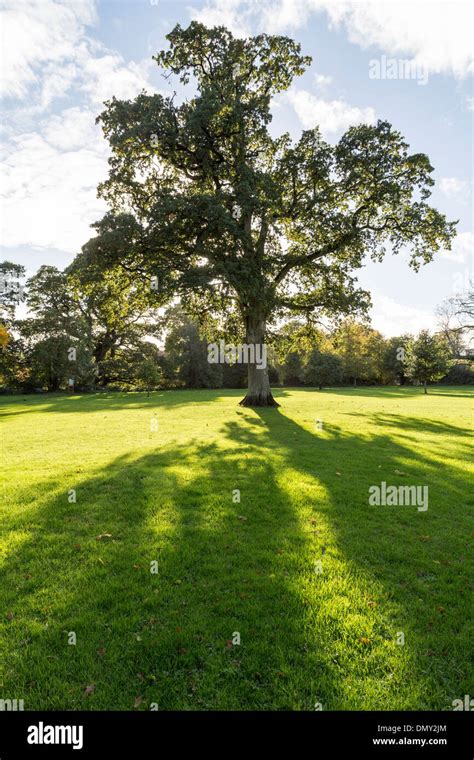 Tree Casting Shadow In Park Cahir Co Tipperary Ireland Stock Photo