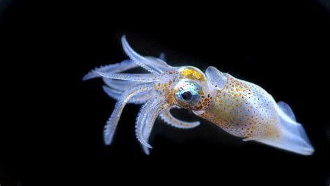 The Oceans Beautiful Hidden World Of Plankton Revealed Iflscience