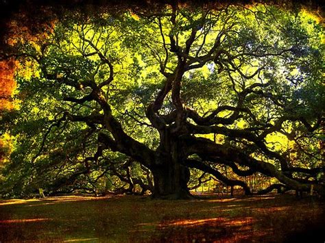 The Nark News Top 10 Amazing Trees