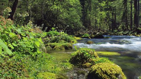 4k Forest River Wallpapers 4k Hd 4k Forest River Backgrounds On