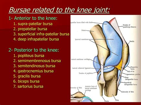 Ppt The Knee Joint Powerpoint Presentation Free Download Id3329792