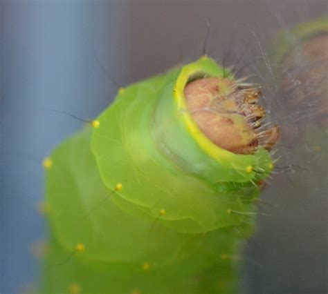 Large Bright Green Caterpillar Antheraea Polyphemus Bugguidenet