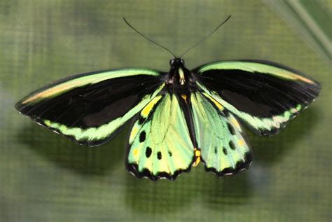 Filekuranda Butterfly Santuary Male Cairns Birdwing Butterfly In