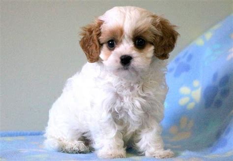 Advice from breed experts to make a safe choice. Coco | Cavapoo puppies, Cavapoo puppies for sale, Puppies