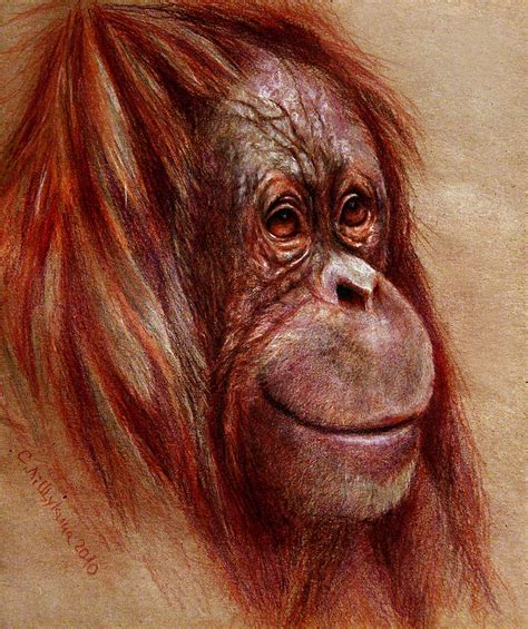 Orangutan Smiling Sketch Drawing By Svetlana Ledneva Schukina Pixels