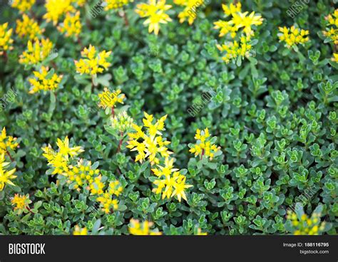 It sometimes goes by the colloquial name ox tongue, after the long, rough texture of the leaves. Yellow Flowers Sedum (stonecrop). Image & Photo | Bigstock