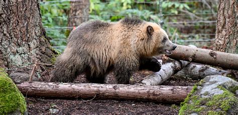 Grizzly Bear Cubs Make Their Debut At Northwest Trek Wildlife Park