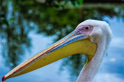 9 Pelican Spiritual Meanings And Symbolism Spirit Animal