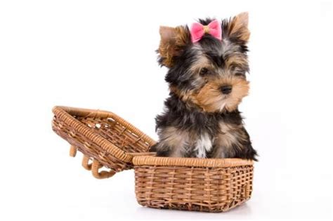Nomes de cachorros FÊMEAS de A a Z Originais e bonitos Perros