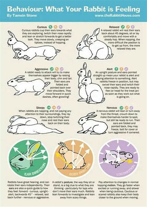Rabbit Bonding Good Signs Hasma