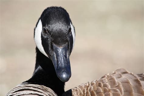 Canadian Goose Close Up Picture Free Photograph Photos Public Domain