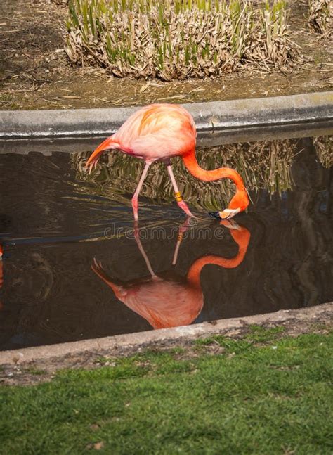 Bright Pink Flamingos With Reflections In The Water Stock Image Image