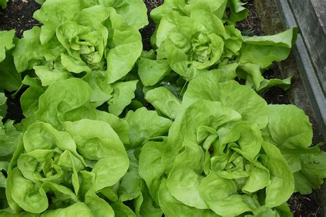 Growing Lettuce Home Gardeners Guide Clean Air Gardening