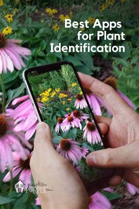 Plant Identification Apps Id A Plant On The Go Pretty Purple Door