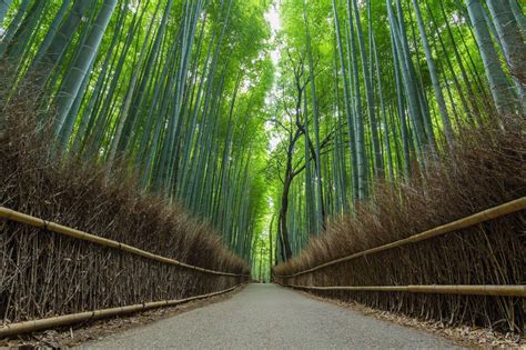 Bamboo Forest Kyoto Japan Nature Bamboo Forest Forest Wallpaper