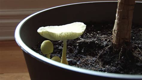 What Are These Yellow Mushrooms Growing In Our House Plant Youtube