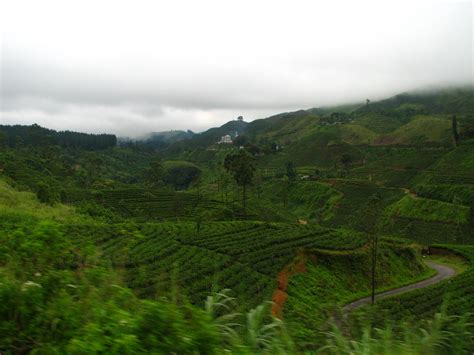 Tea Production In Sri Lanka Photos