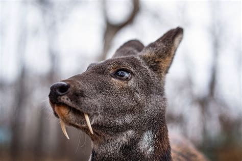 5 Facts About The Siberian ‘vampire Deer Russia Beyond