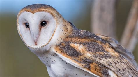 Barn Owl Audubon Field Guide