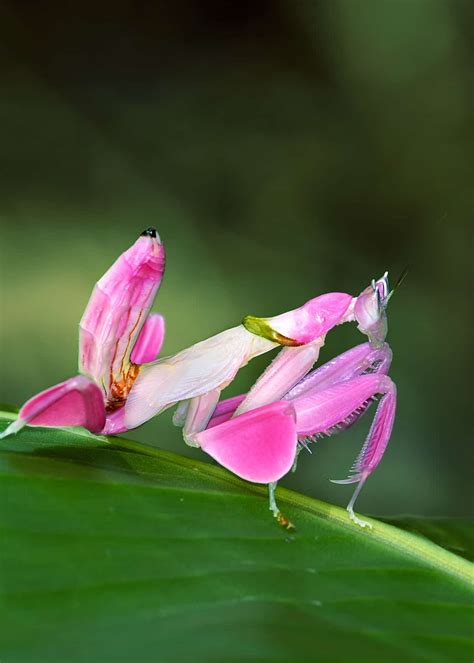 Orchid Mantis Facts Bloodthirsty Living Flowers Hymenopus Coronatus Everywhere Wild