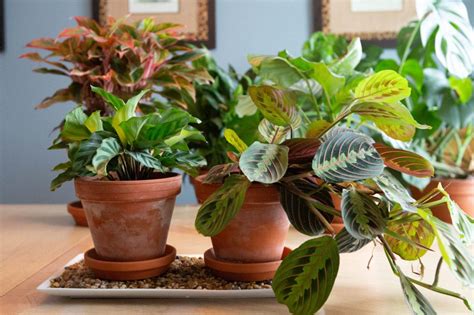 Grouping plants together increases the humidity in the air. 7 Indoor Gardening Tips for Thriving Houseplants ...
