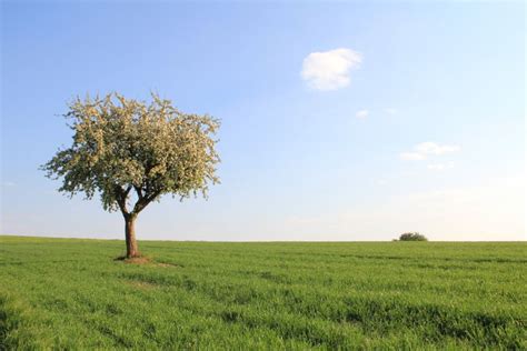 Wiese Mit Baum Foto And Bild Landschaft Äcker Felder And Wiesen Bilder