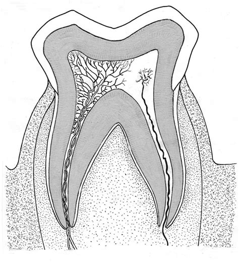 The Best Free Molar Drawing Images Download From 56 Free Drawings Of