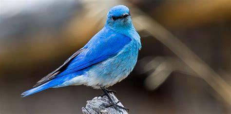 Birds Rocky Mountain National Park Us National Park Service