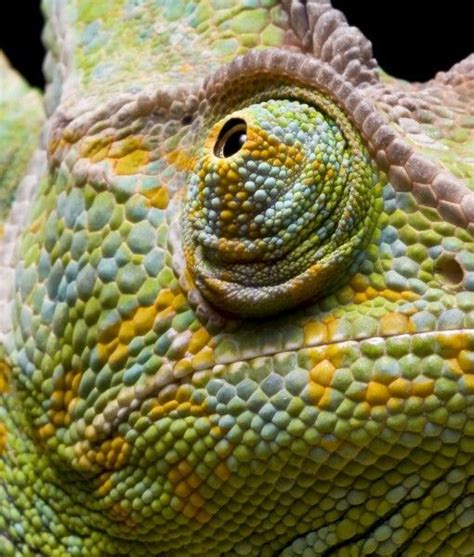 chameleons boast     unique eyes   animal kingdom  eyelids  joined