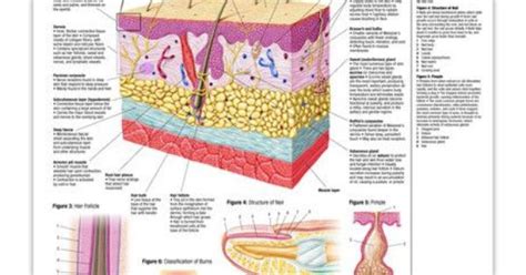 Skin Poster Medical Anatomy Poster 24 X 36 Laminated Quick