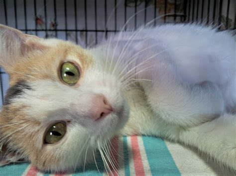 Why adopt a dog or cat over buying? Cat Microchipping & Cat Adoption Event at Nutmeg Clinic ...