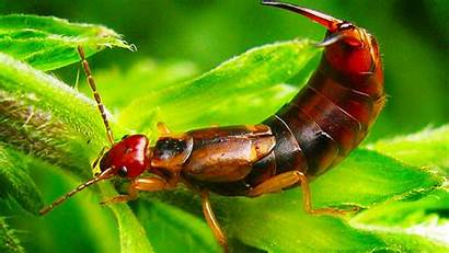 Earwigs Rid Earwig Extinct Resorting Insecticide Without