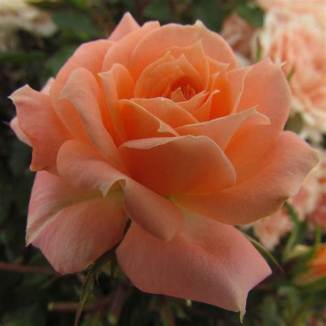 Flower Power Rose Peach Patio The Fragrant Rose Company