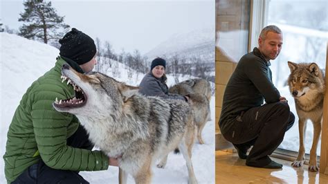 Norways Polar Park Protects Fragile Pack Of Gray Wolves Cnn