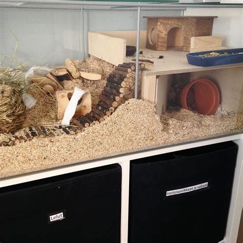 Natural Hamster Cage Ideas Including Examples To Inspire You Hamsters Hamster