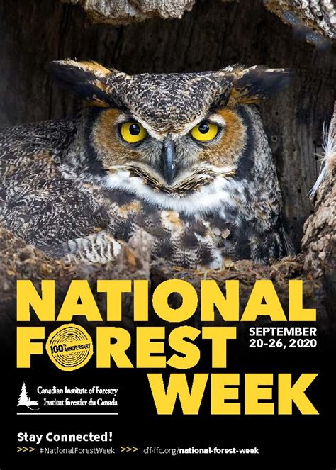 Celebrating National Forest Week With Forest Facts The Resolute Blog