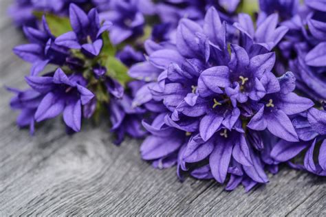 Purple Flower Wallpaper Free Stock Photo Images