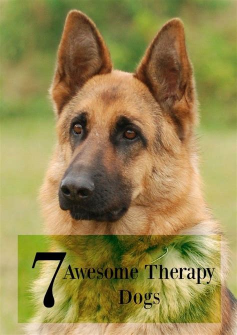 7 Awesome Therapy Dogs That Love To Help You Therapy