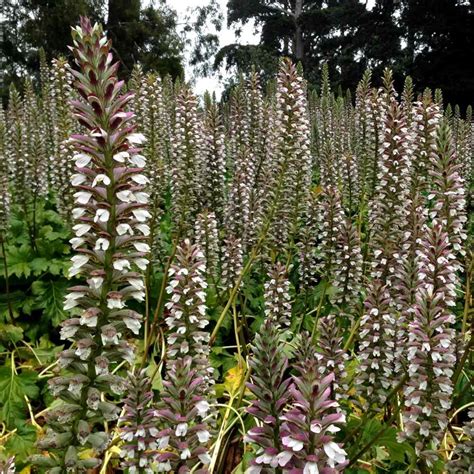 Acanthus Planting And Advice On Caring For This Huge Leaved Tall Flower