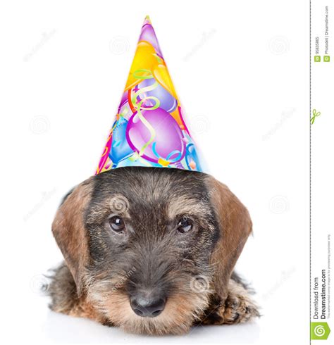 I am extremely happy with it. Sad Wire-haired Dachshund Puppy In Birthday Hat. Isolated ...