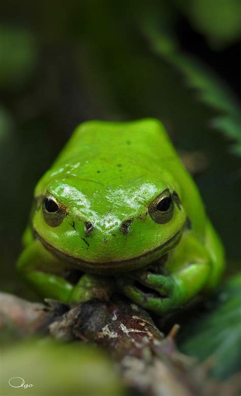 Green Tree Frogwildlife Photography Colors Of Nature Adorable