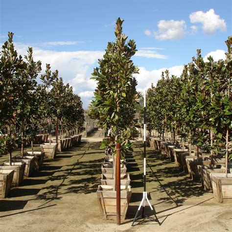 Check spelling or type a new query. Magnolia grandiflora 'D.D. Blanchard' - Southern Magnolia ...