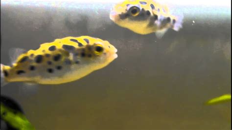 Green Spotted Puffers Youtube