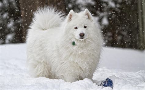 Samoyed Wallpaper Hd Download